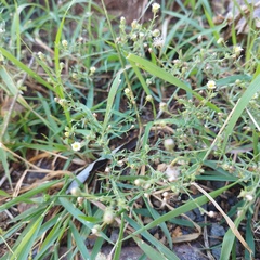 Psilactis brevilingulata