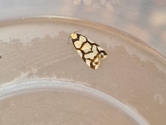 Scaptesyle dichotoma