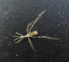 Stenolemus fraterculus