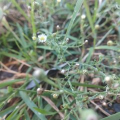 Psilactis brevilingulata