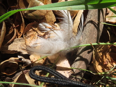 Accipiter