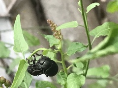 Leptinotarsa haldemani