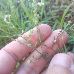 Psilactis brevilingulata