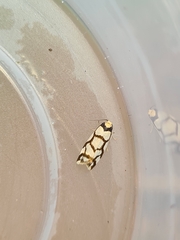 Scaptesyle dichotoma