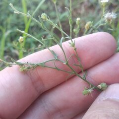 Psilactis brevilingulata