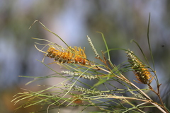 Grevillea pteridifolia