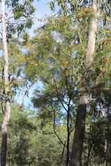 Grevillea pteridifolia