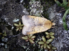 Diarsia ruficauda