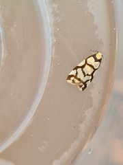 Scaptesyle dichotoma