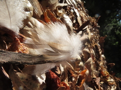 Accipiter