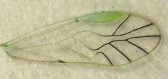 Austropsocus viridis
