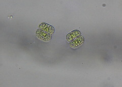 Cosmarium