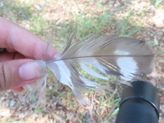 Accipiter
