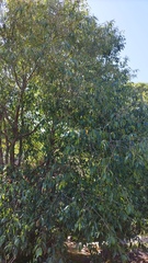 Alnus acuminata