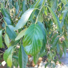 Alnus acuminata