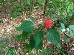 Salvia splendens