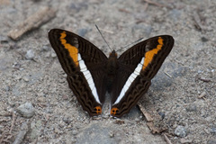 Adelpha corcyra collina
