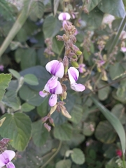 Neustanthus phaseoloides