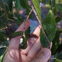 Alnus acuminata