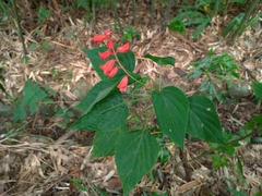 Salvia splendens