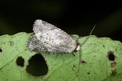 Spodoptera pecten