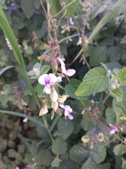 Neustanthus phaseoloides