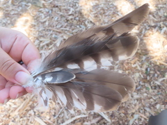 Accipiter