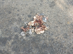 Melanochelys trijuga