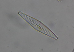 Bacillariophycidae