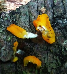 Dacrymyces chrysospermus