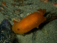 Doriopsilla carneola