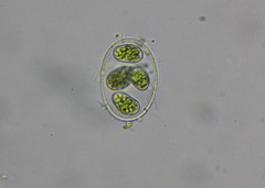 Oocystis