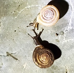 Polygyra