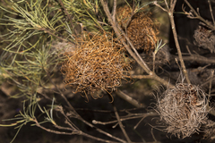 Banksia sphaerocarpa