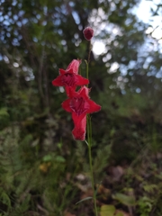Penstemon miniatus