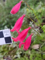 Penstemon miniatus