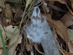 Accipiter