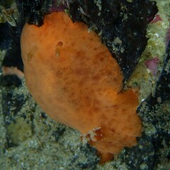 Sclerodoris