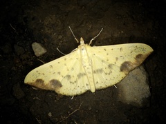 Botyodes principalis