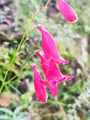 Penstemon miniatus