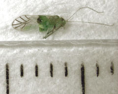 Austropsocus viridis