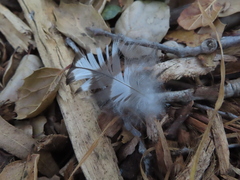 Accipiter
