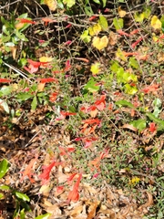 Clinopodium coccineum