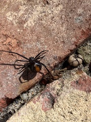 Latrodectus hasselti