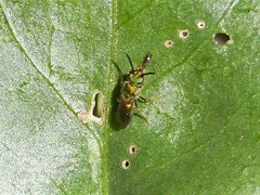 Augochlorella aurata