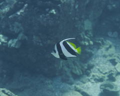 Heniochus diphreutes