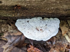 Amaropostia stiptica