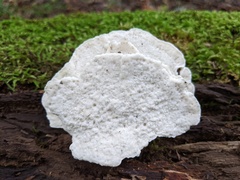 Amaropostia stiptica