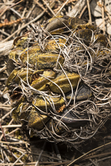 Banksia sphaerocarpa