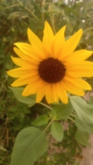 Helianthus annuus